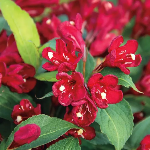 Image Credit - Heinje Nurseries