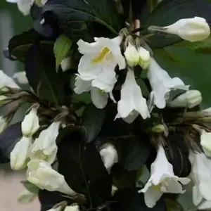 Weigela 'Ebony and Ivory'