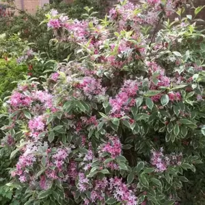 Weigela 'Kosteriana Variegata' - image 2