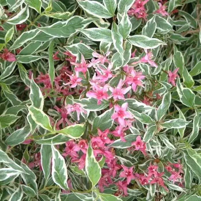 Weigela 'Kosteriana Variegata' - Cowell's Garden Centre | Woolsington