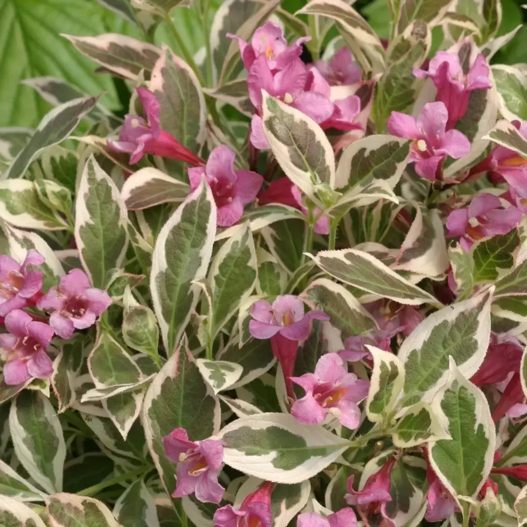 Image of Weigela Monet shrub in woodland garden