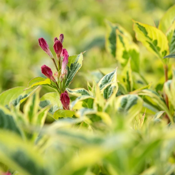 Weigela florida 'Nana Variegata' - image 2