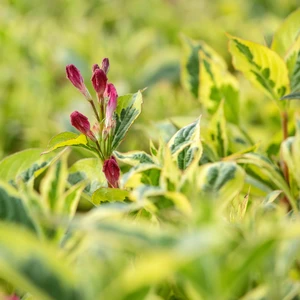Weigela florida 'Nana Variegata' - image 2
