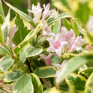 Weigela florida 'Nana Variegata' - image 1
