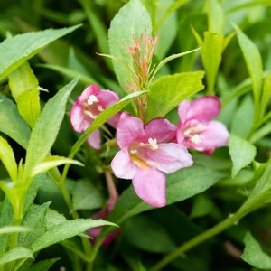 Weigela 'Picobella Rosa' 2.3L - image 2