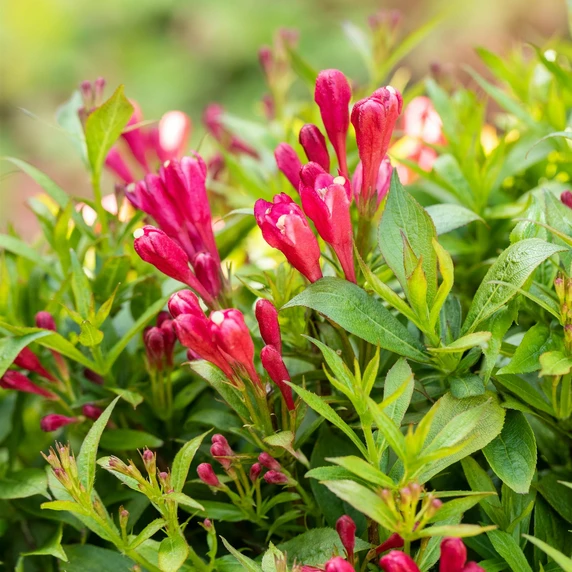 Weigela 'Picobella Rosso' - image 1