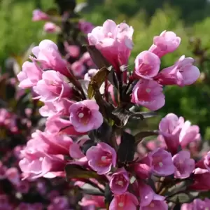 Weigela florida 'Purpurea'