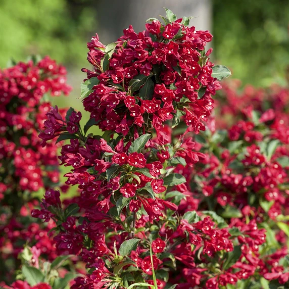 Weigela 'Red Prince' - image 2