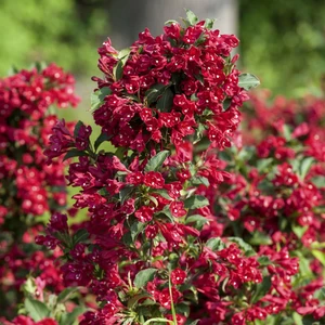 Weigela 'Red Prince' - image 2