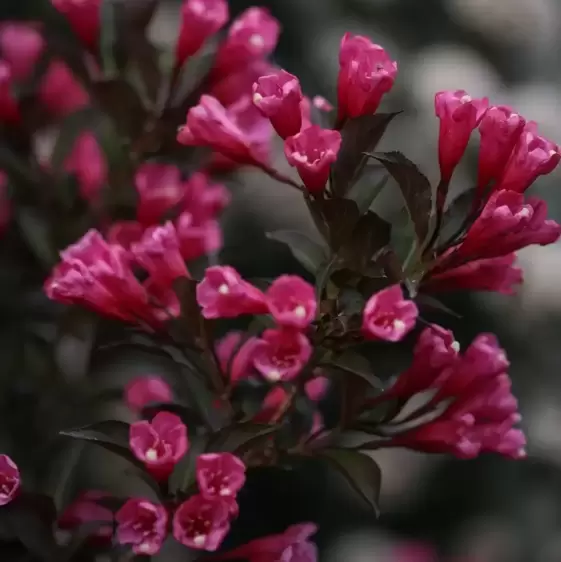 Weigela florida 'Wine & Roses' - image 1