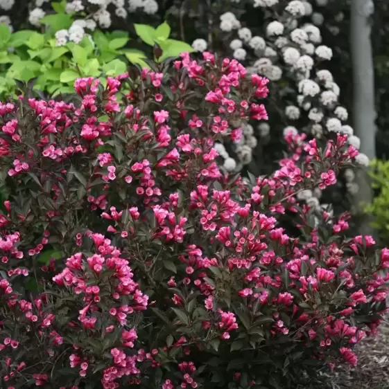 Weigela florida 'Wine & Roses' - image 2