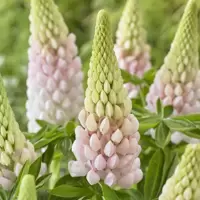 Lupinus - West Country