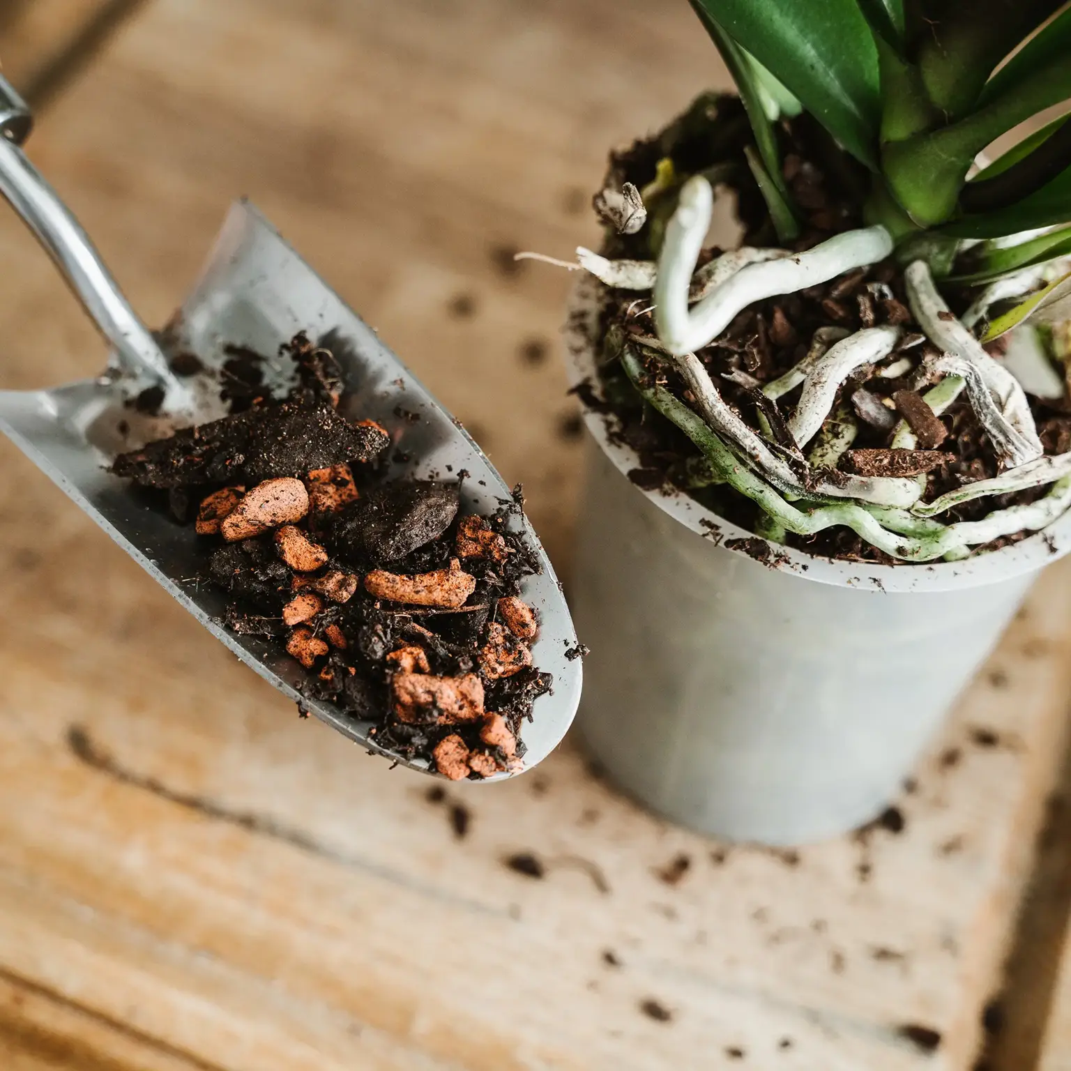 Westland Orchid Potting Mix 8L - Cowell's Garden Centre | Woolsington