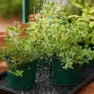 Watering Tray Pack - image 1
