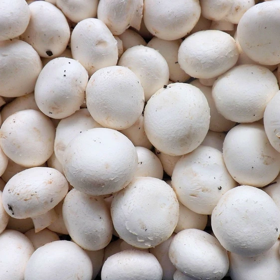 White Button Mushroom Growing Kit