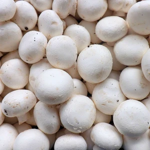 White Button Mushroom Growing Kit