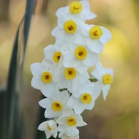 White Flowering Bulbs