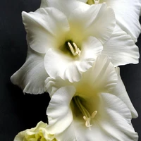 White Flowering Bulbs