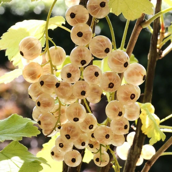 Image Credit: Diderk Heinje