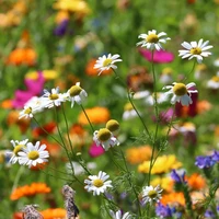 Wildflower Seeds