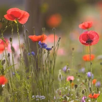Wildflower Seeds