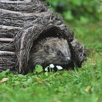 Wildlife Care