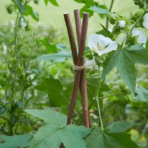 Willow Plant Stake Set 120cm - image 2