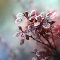 Winter Interest Plants