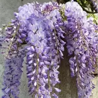 Wisteria