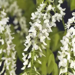 Wisteria floribunda 'Alba' 3L