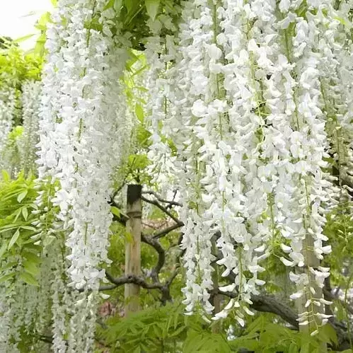 Wisteria floribunda 'Alba' 10L