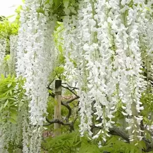 Wisteria floribunda 'Alba' 10L