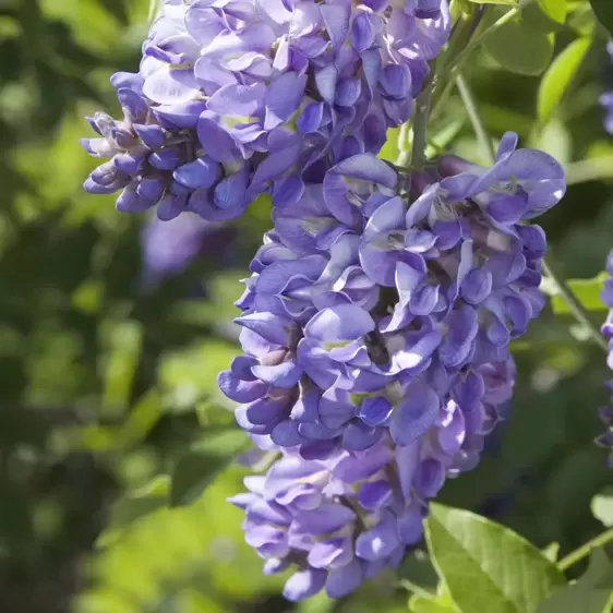 Wisteria frutescens 'Amethyst Falls' - image 1