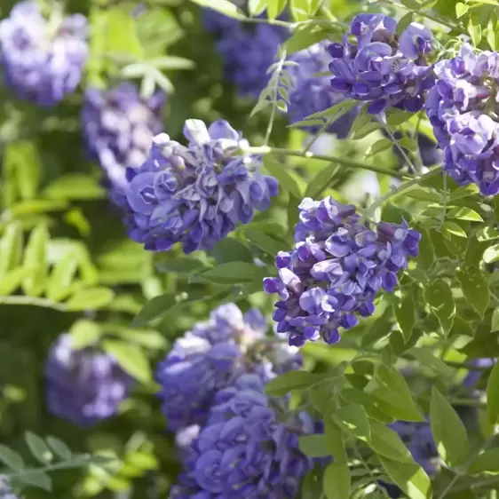 Wisteria frutescens 'Amethyst Falls' - image 2