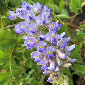 Wisteria floribunda 'Blue Moon'