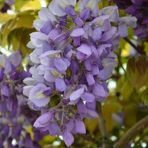 Wisteria frutescens 'Blue Waterfall' - image 1