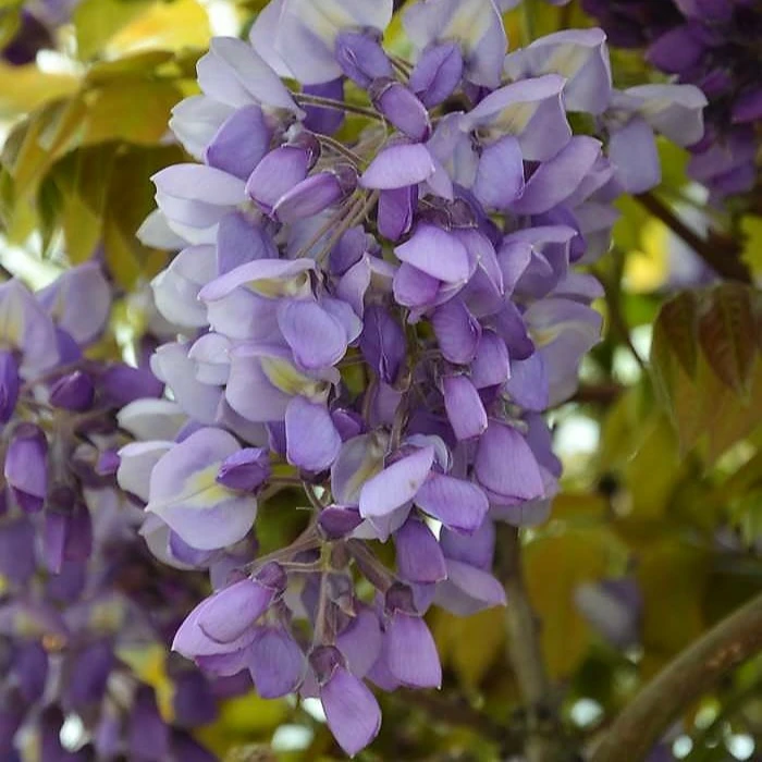Wisteria frutescens 'Blue Waterfall' Cowell's Garden Centre Woolsington