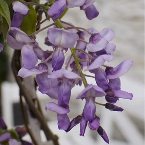 Wisteria frutescens 'Blue Waterfall' - image 2