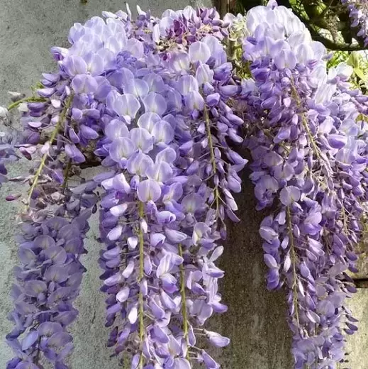 Wisteria x formosa 'Caroline' 10L