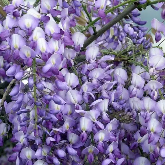 Image Credit: HORTIVAL DIFFUSION