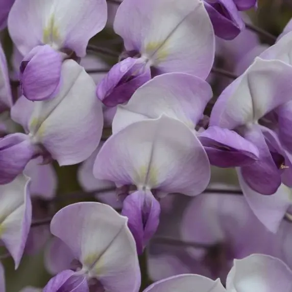 Image Credit: HORTIVAL DIFFUSION