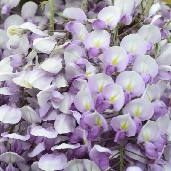 Image Credit: HORTIVAL DIFFUSION