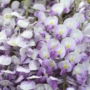 Image Credit: HORTIVAL DIFFUSION