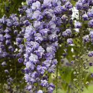 Wisteria x floribunda 'Grande Diva Cecilia' 10L - image 2