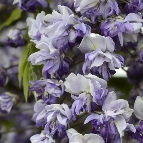 Wisteria x floribunda 'Grande Diva Cecilia' 10L - image 1