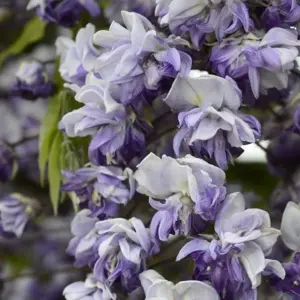 Wisteria x floribunda 'Grande Diva Cecilia' 10L - image 1