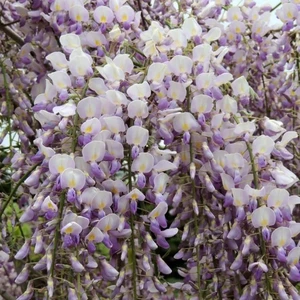 Wisteria x venusta 'Grande Diva Maria'