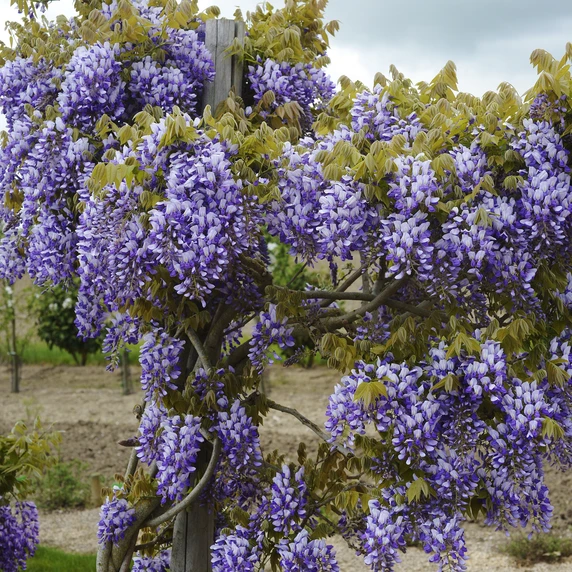 Picture - Minier Nurseries
