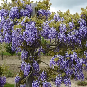 Picture - Minier Nurseries