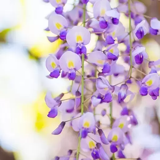 Wisteria floribunda 'Issai'
